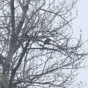 Meet your Posher, Owen